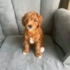 https://puppieshome.online/ https://puppieshome.online/