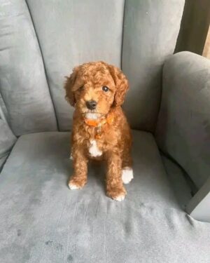 https://puppieshome.online/ https://puppieshome.online/