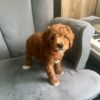 mark3 Mark – Sweet Poodle Looking for a Loving Forever Home
