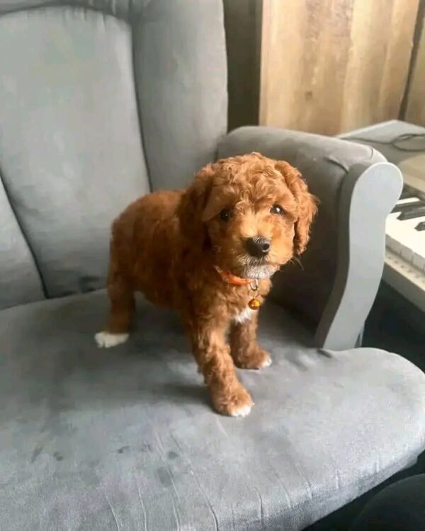 mark3 Mark – Sweet Poodle Looking for a Loving Forever Home