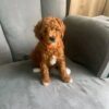 mark4 Mark – Sweet Poodle Looking for a Loving Forever Home