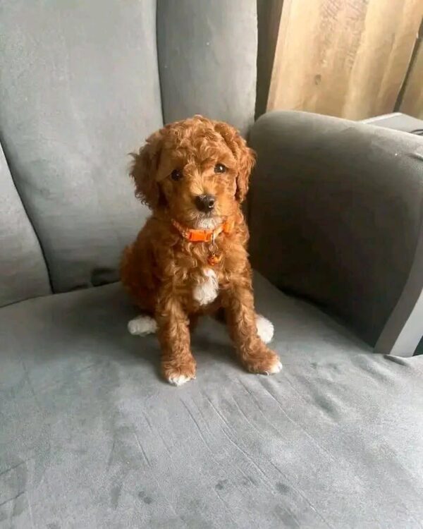 mark4 Mark – Sweet Poodle Looking for a Loving Forever Home
