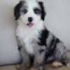 Mini Aussie Mountain Doodle puppy for adoption