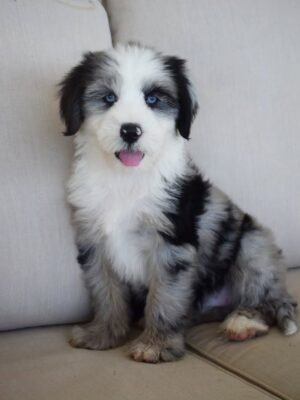 https://puppieshome.online/ Mini Aussie Mountain Doodle puppy for adoption
