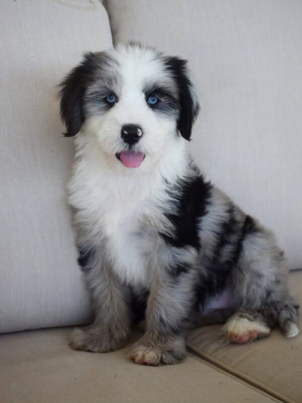 Mini Aussie Mountain Doodle puppy for adoption