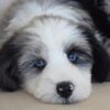 Oasis – Mini Aussie Mountain Doodle Puppy Available for Adoption
