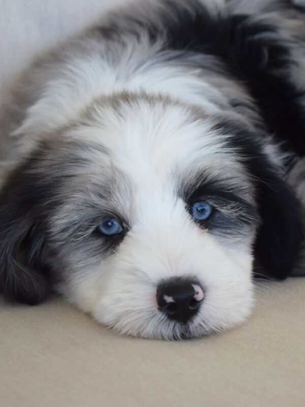 Oasis – Mini Aussie Mountain Doodle Puppy Available for Adoption