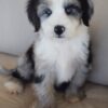 Oasis – Mini Aussie Mountain Doodle Puppy Available for Adoption