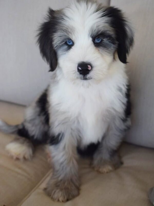 Oasis – Mini Aussie Mountain Doodle Puppy Available for Adoption
