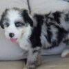 Oasis – Mini Aussie Mountain Doodle Puppy Available for Adoption