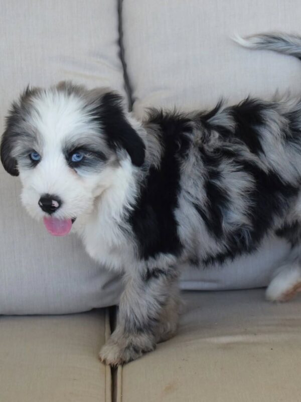 Oasis – Mini Aussie Mountain Doodle Puppy Available for Adoption
