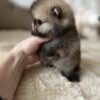sale Selena – Mini Baby Pomeranian Puppy for Adoption
