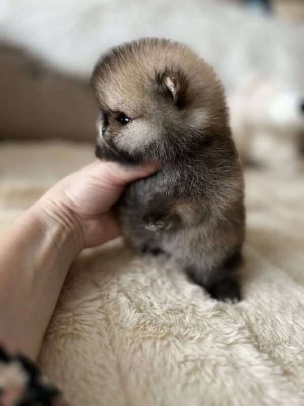 sale Selena – Mini Baby Pomeranian Puppy for Adoption