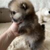 sale1 Selena – Mini Baby Pomeranian Puppy for Adoption