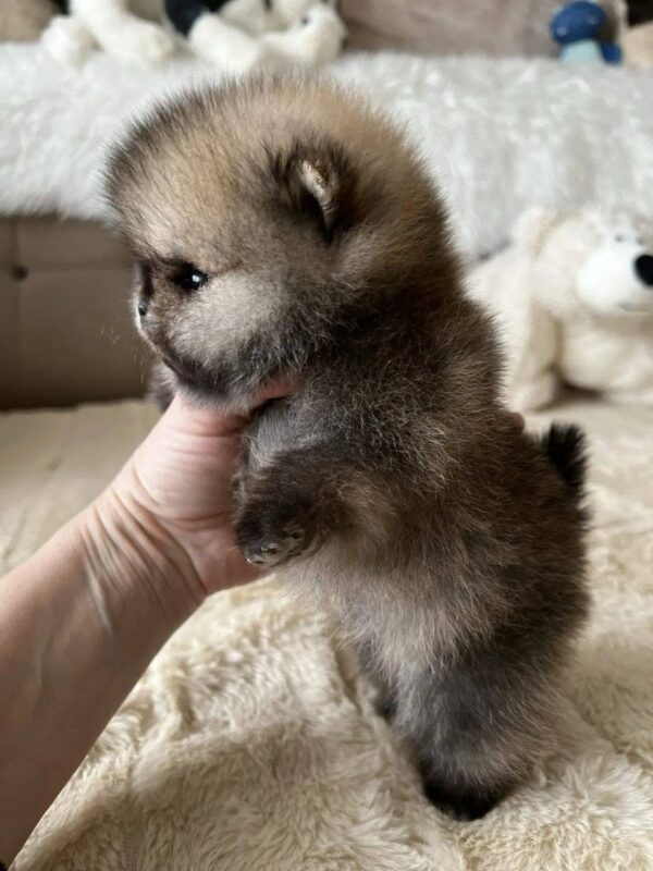 sale1 Selena – Mini Baby Pomeranian Puppy for Adoption