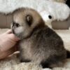 https://puppieshome.online/ https://puppieshome.online/