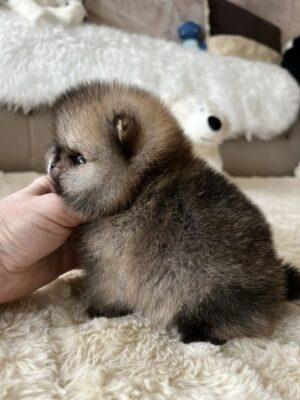 https://puppieshome.online/ https://puppieshome.online/