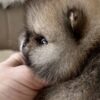 sale3 Selena – Mini Baby Pomeranian Puppy for Adoption