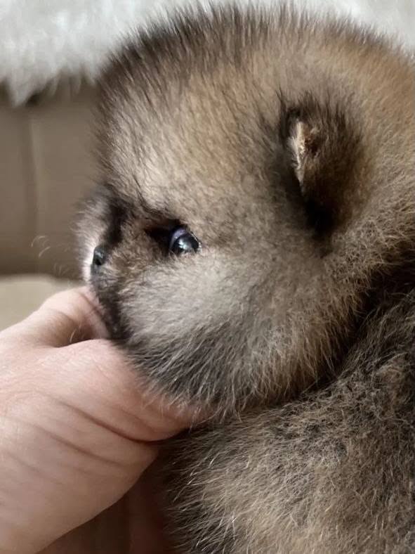 sale3 Selena – Mini Baby Pomeranian Puppy for Adoption