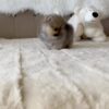 sale4 Selena – Mini Baby Pomeranian Puppy for Adoption