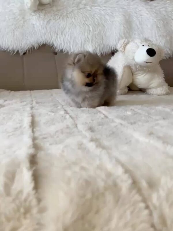 sale4 Selena – Mini Baby Pomeranian Puppy for Adoption