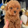 teddy1 Teddy β Adorable Male Teacup Poodle Puppy Looking for a Forever Home πΎπ