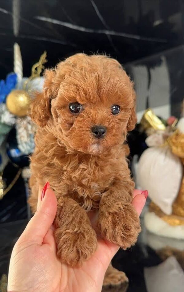 teddy1 Teddy β Adorable Male Teacup Poodle Puppy Looking for a Forever Home πΎπ