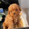 https://puppieshome.online/ https://puppieshome.online/