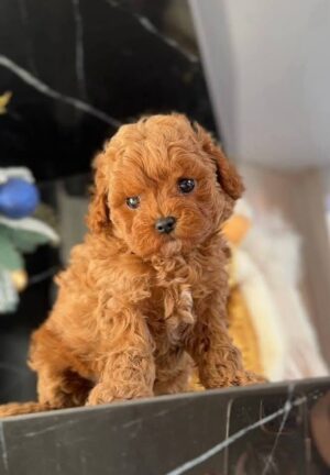 https://puppieshome.online/ https://puppieshome.online/