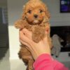 teddy3 Teddy β Adorable Male Teacup Poodle Puppy Looking for a Forever Home πΎπ