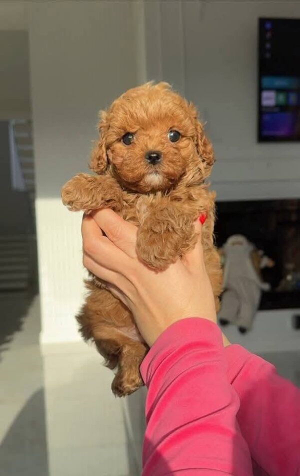 teddy3 Teddy β Adorable Male Teacup Poodle Puppy Looking for a Forever Home πΎπ