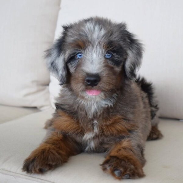 tera 2 Terra – Adventure-Loving Puppy Available for Adoption