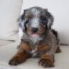 Terra puppy for adoption Terra puppy for adoption