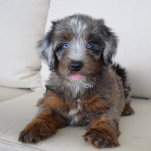Terra puppy for adoption Terra puppy for adoption