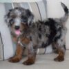 tera 3 Terra – Adventure-Loving Puppy Available for Adoption