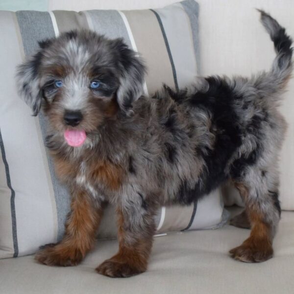 tera 3 Terra – Adventure-Loving Puppy Available for Adoption