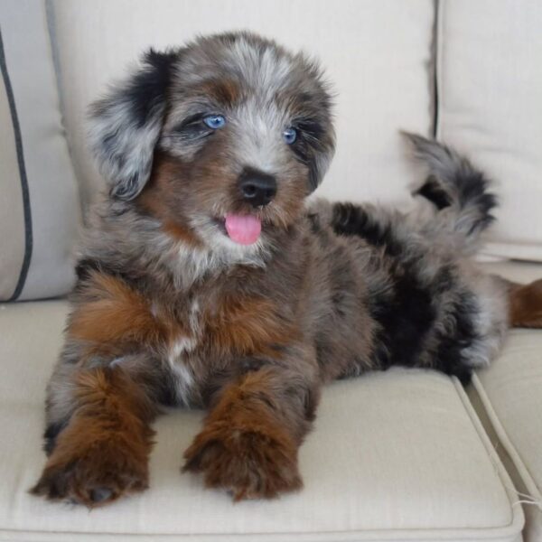tera 5 Terra – Adventure-Loving Puppy Available for Adoption