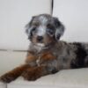 tera 6 Terra – Adventure-Loving Puppy Available for Adoption