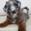 tera1 Terra – Adventure-Loving Puppy Available for Adoption