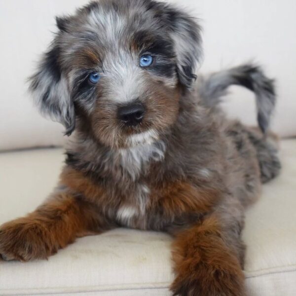 tera1 Terra – Adventure-Loving Puppy Available for Adoption