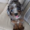 tera4 Terra – Adventure-Loving Puppy Available for Adoption
