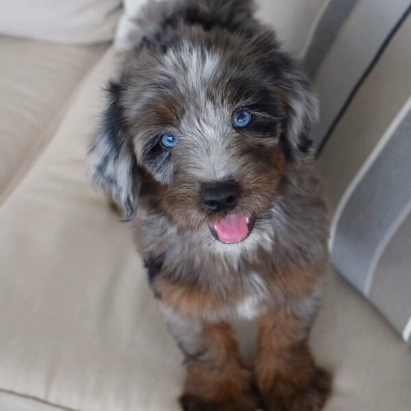 tera4 Terra – Adventure-Loving Puppy Available for Adoption