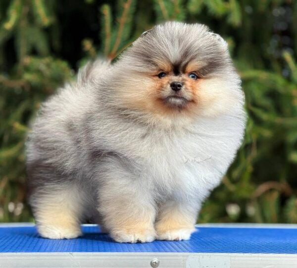watson 2 Winston “Sir Puffington” – Male Fluffy Puppy for Adoption