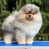 https://puppieshome.online/