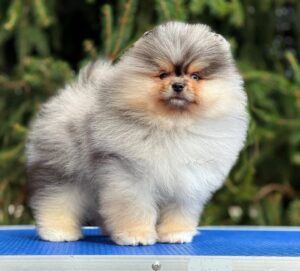 https://puppieshome.online/