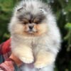 watson1 Winston “Sir Puffington” – Male Fluffy Puppy for Adoption