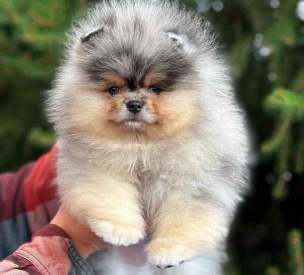 watson1 Winston “Sir Puffington” – Male Fluffy Puppy for Adoption