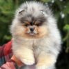 watson3 Winston “Sir Puffington” – Male Fluffy Puppy for Adoption