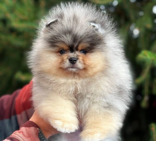watson3 Winston “Sir Puffington” – Male Fluffy Puppy for Adoption