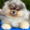 watson4 Winston “Sir Puffington” – Male Fluffy Puppy for Adoption